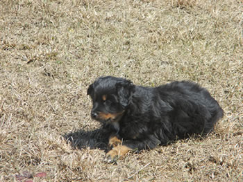 Dustin, learning to herd already.