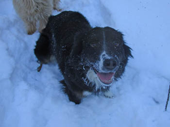 Riverbank's Canadian Passport aka Porter