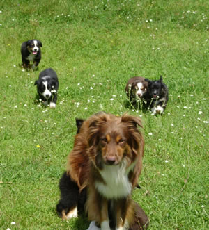 Working australian cheap shepherd breeders