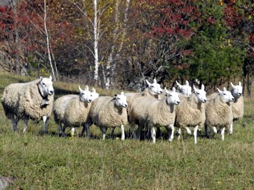 Flock of Riverbank Farm Border Cheviot Sheep.