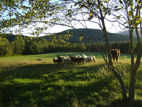 Sheep and Llama grazing on fall pastures at Riverbank Farm.