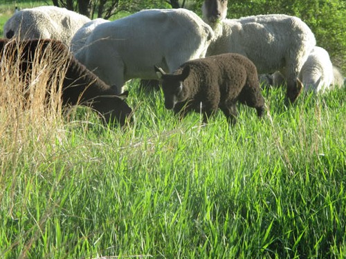 Lambs grazing with mamas.