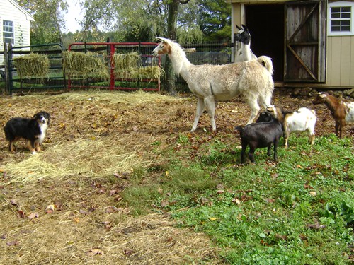 Llama and goats in the barnyard with Montana (Aussie).