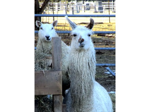 Wryly the llama with some sheep.